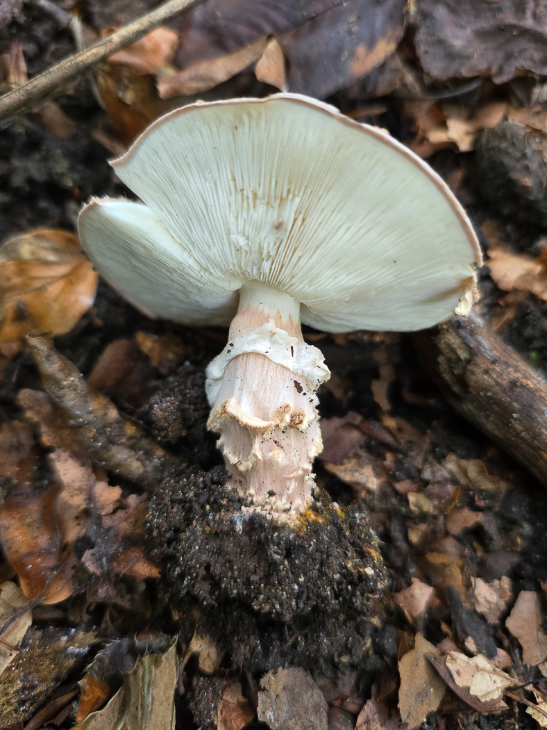 Photo © Jesper Launder Echinoderma perplexum by Jesper Launder